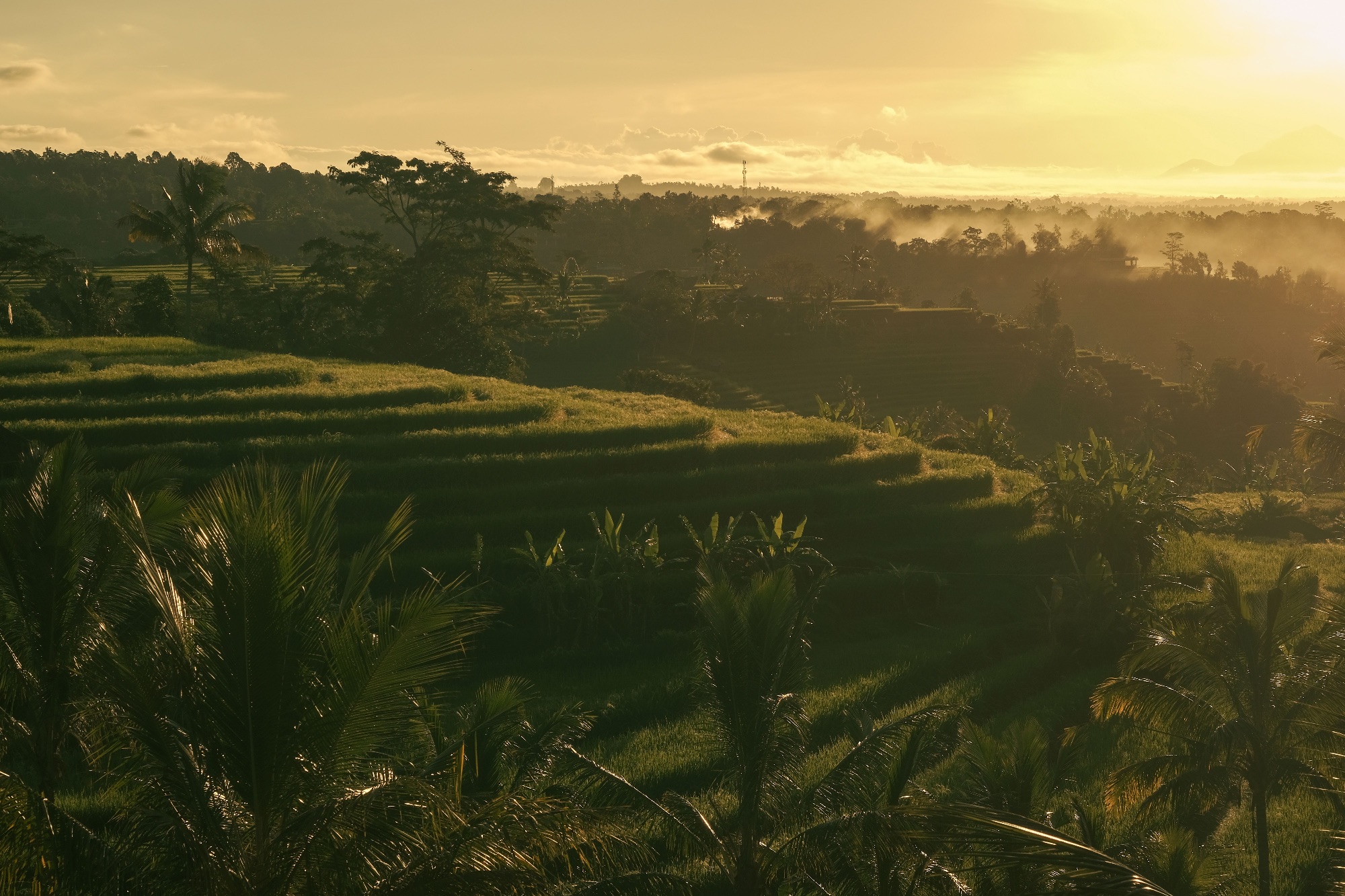 Ubud Rice Terrace & Waterfall Day Tour